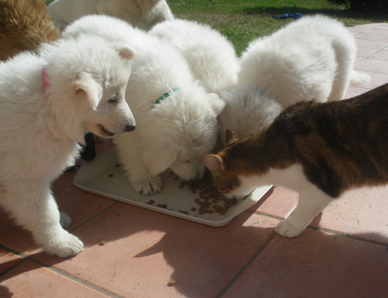 du Clan Macval - Berger Blanc Suisse - Portée née le 25/08/2009