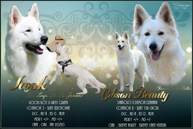 du Clan Macval - Berger Blanc Suisse - Portée née le 27/10/2015