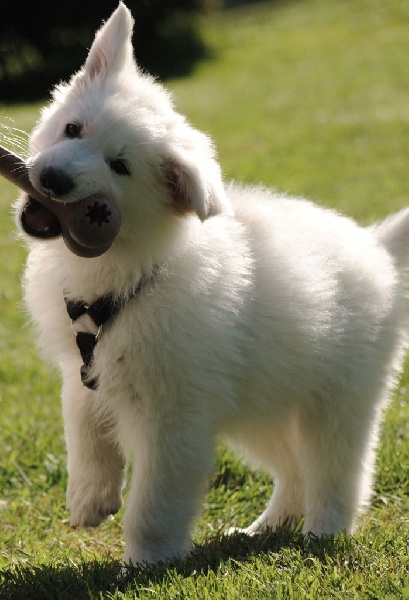 du Clan Macval - Berger Blanc Suisse - Portée née le 18/03/2014