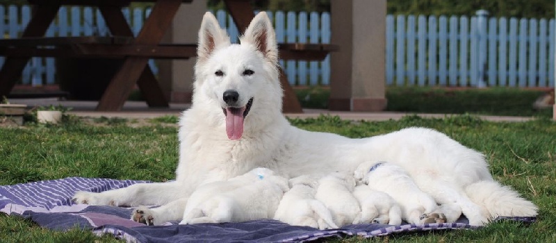 du Clan Macval - Berger Blanc Suisse - Portée née le 04/03/2015