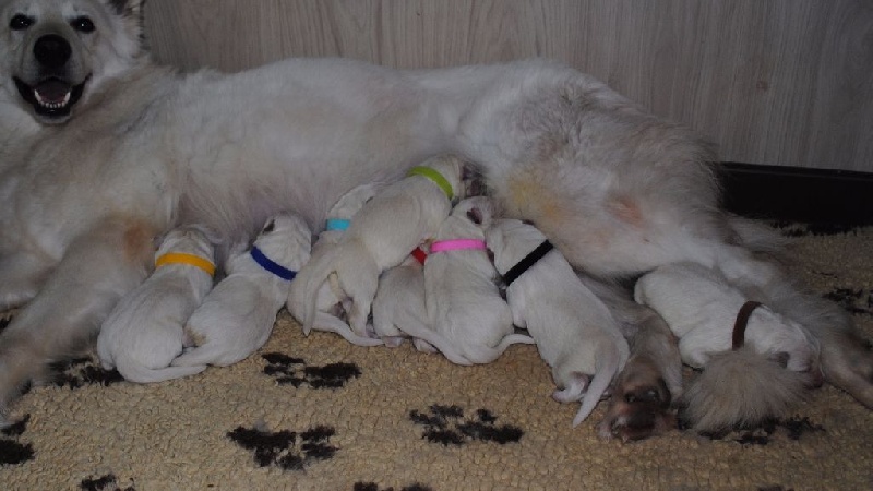 du Clan Macval - Berger Blanc Suisse - Portée née le 06/02/2016