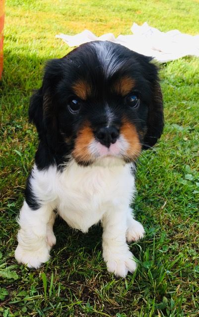 des Amours de Marilion - Chiots disponibles - Cavalier King Charles Spaniel