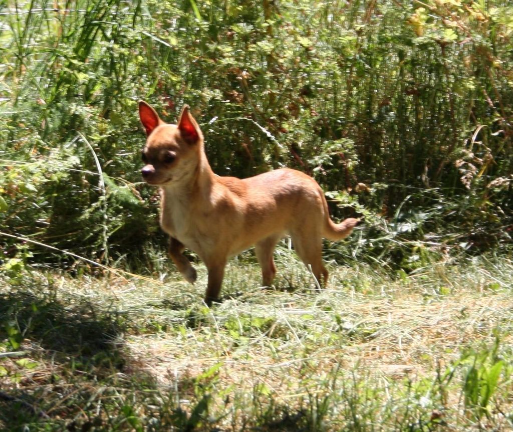 des Disciples de Yoda - Chienne chihuahua LOF 2 ans et demi