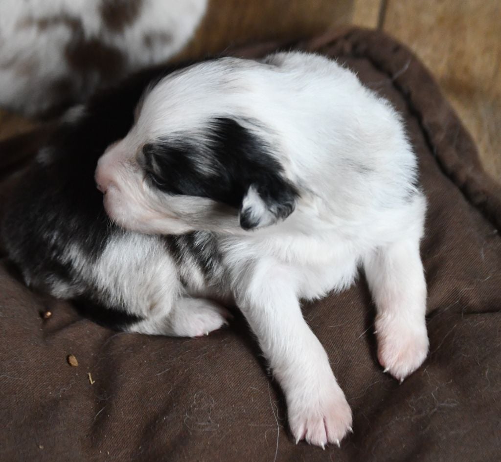 des Rêves d'Eole - Chiots disponibles - Berger Australien