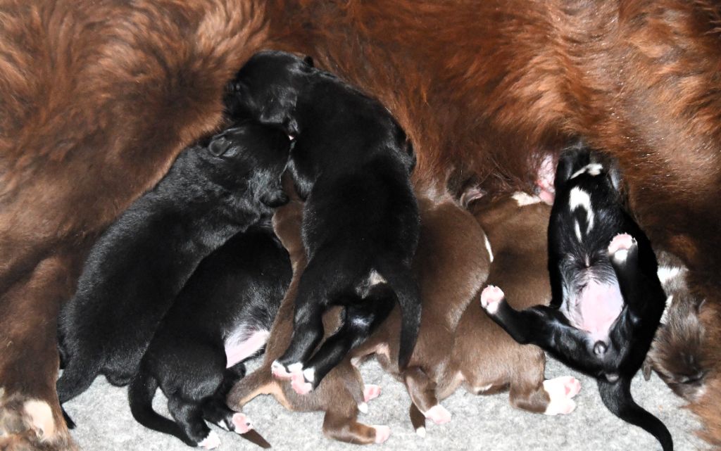 Chiot Berger Australien des Rêves d'Eole