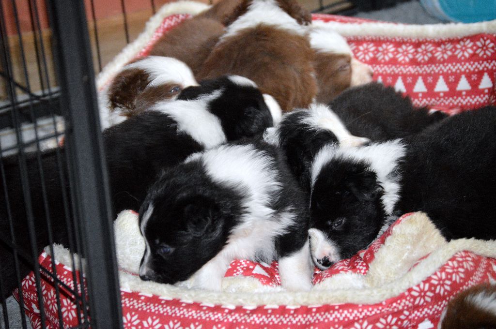 Chiot Berger Australien des Rêves d'Eole