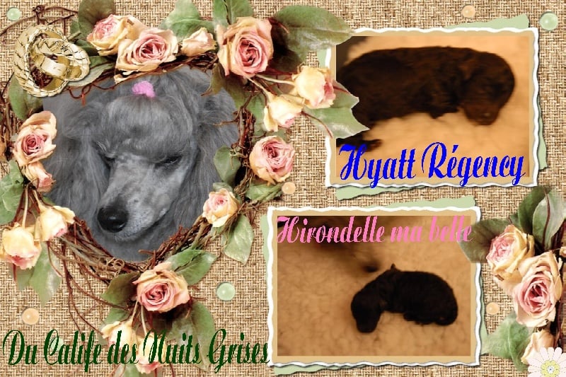 Chiot Caniche du Calife des Nuits Grises