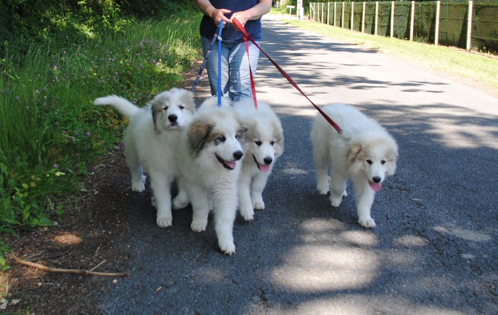 des Granges d'Astau - 2 superbes chiots !