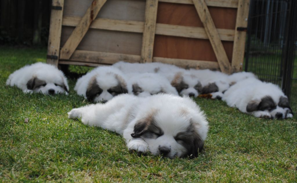 des Granges d'Astau - Nous n'avons plus de chiots disponibles 