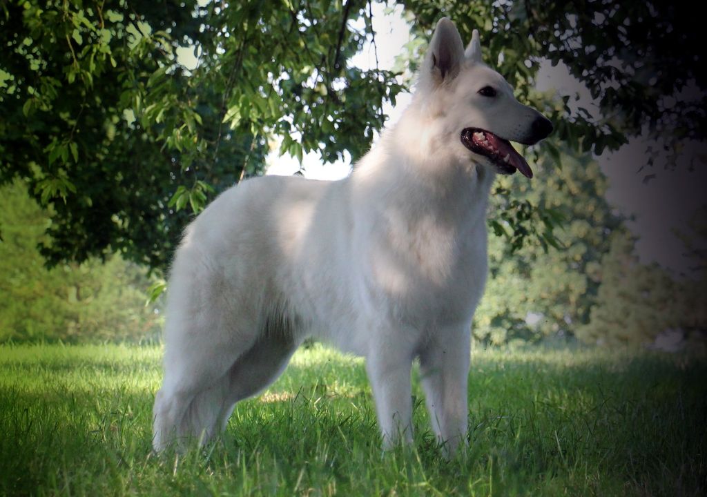 du Loup de la Vieille Eglise - validation du titre de champion des exposition canine