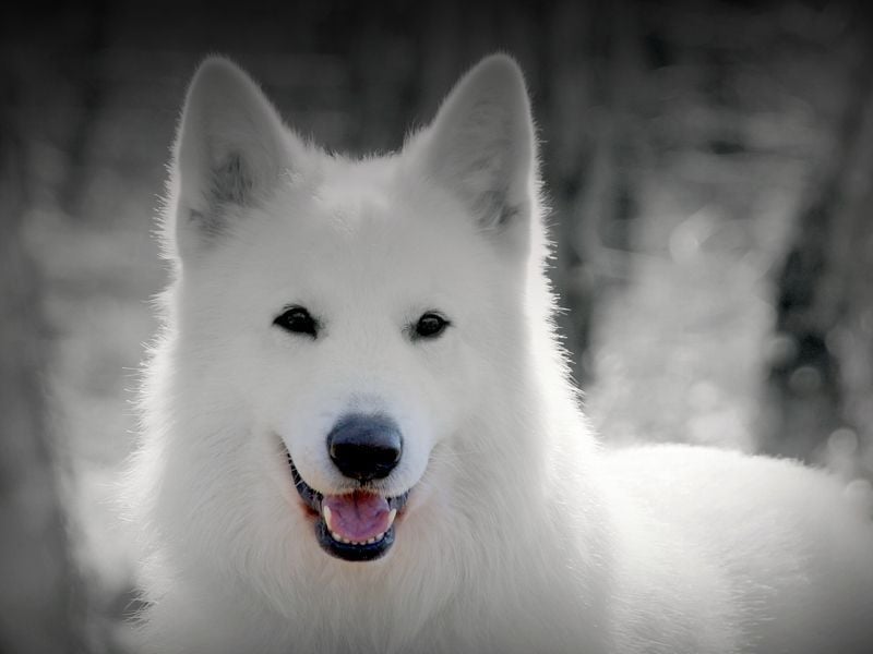 du Loup de la Vieille Eglise - Chien super équilibré 