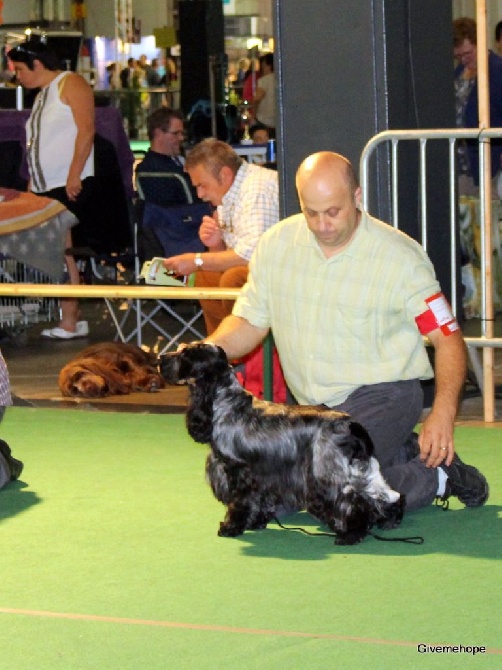 Givemehope - Danza, CAC et Res-CACIB au Golden Dog Trophy