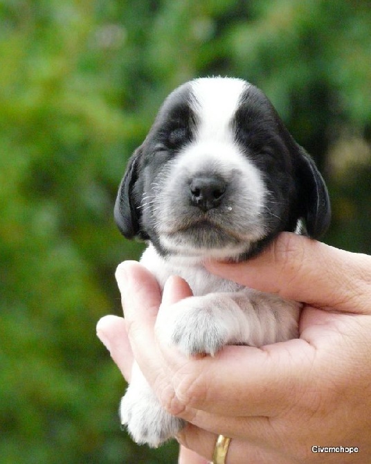 Givemehope - Premières photos des chiots