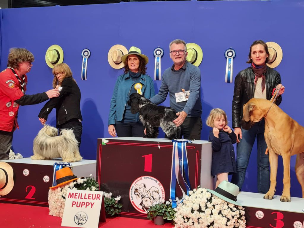 Givemehope - Un Best In Show Puppy pour Givemehope Vertige de l'Amour