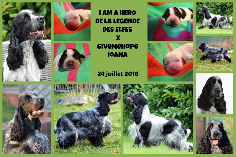 Givemehope - Cocker Spaniel Anglais - Portée née le 24/07/2016