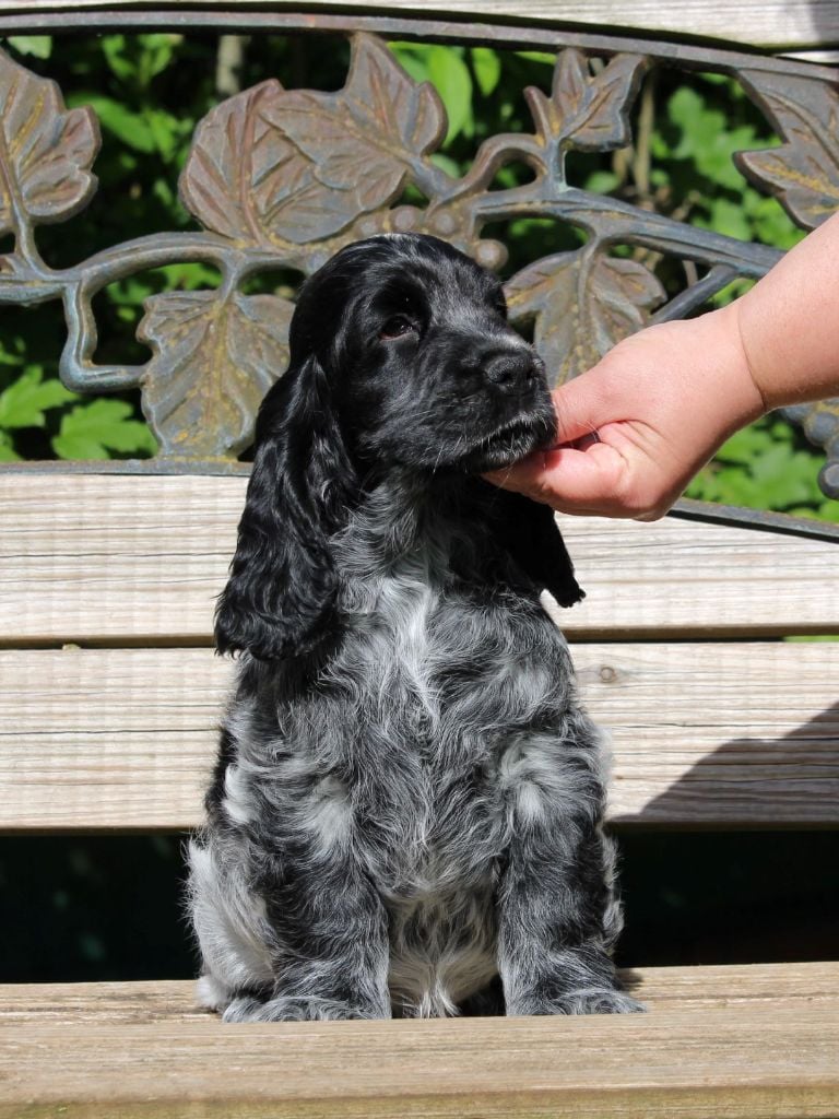 Givemehope - Cocker Spaniel Anglais - Portée née le 25/03/2021