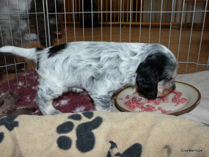 Givemehope - Cocker Spaniel Anglais - Portée née le 23/07/2013