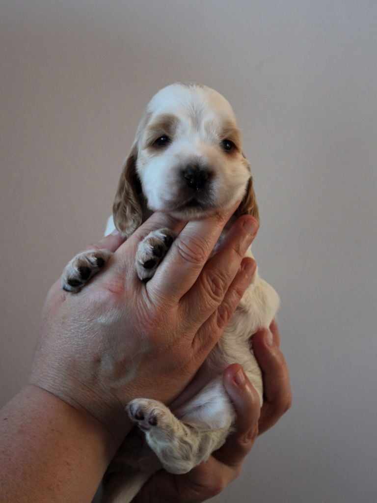 Givemehope - Chiots disponibles - Cocker Spaniel Anglais