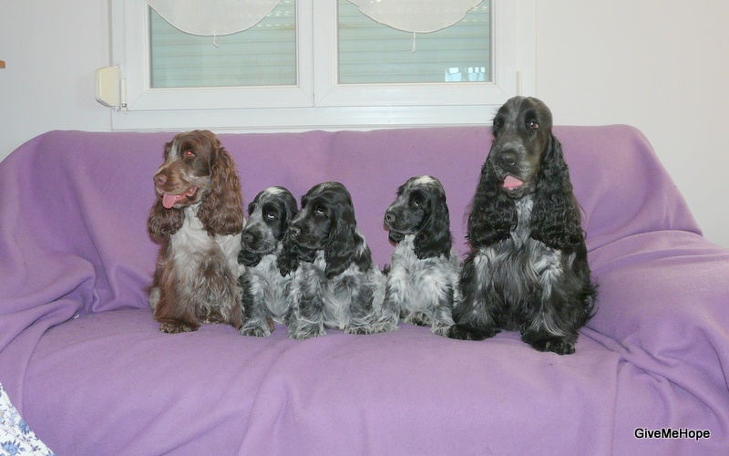 Givemehope - Cocker Spaniel Anglais - Portée née le 15/05/2012