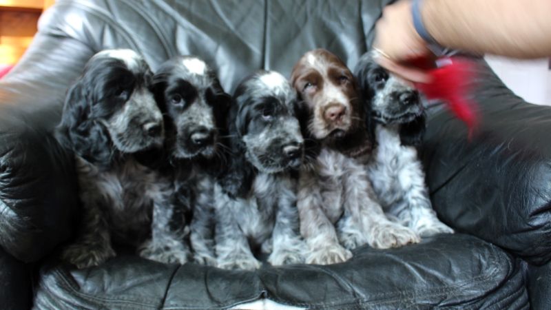 Givemehope - Cocker Spaniel Anglais - Portée née le 15/06/2019