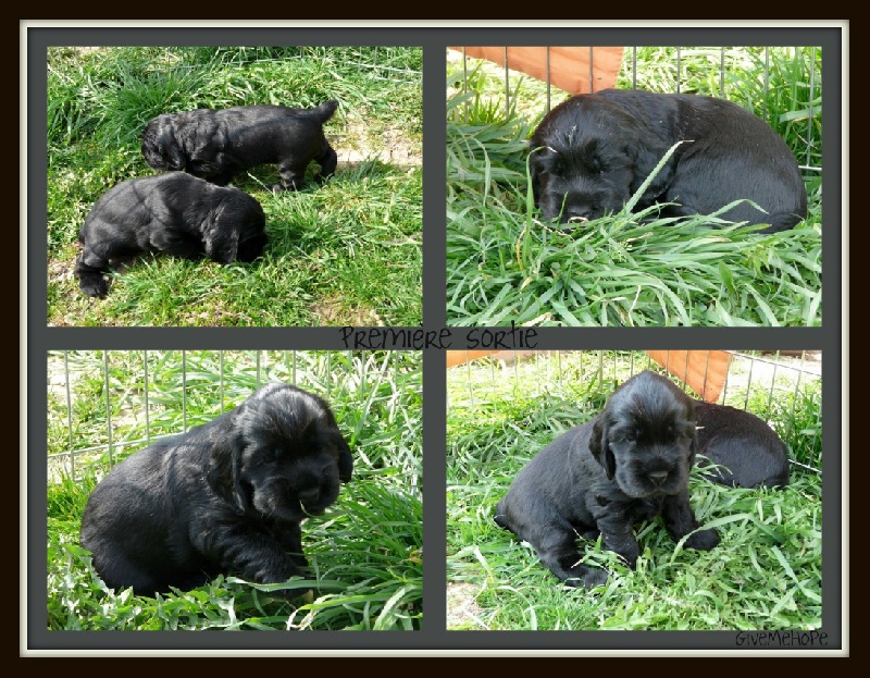 Givemehope - Cocker Spaniel Anglais - Portée née le 08/03/2009