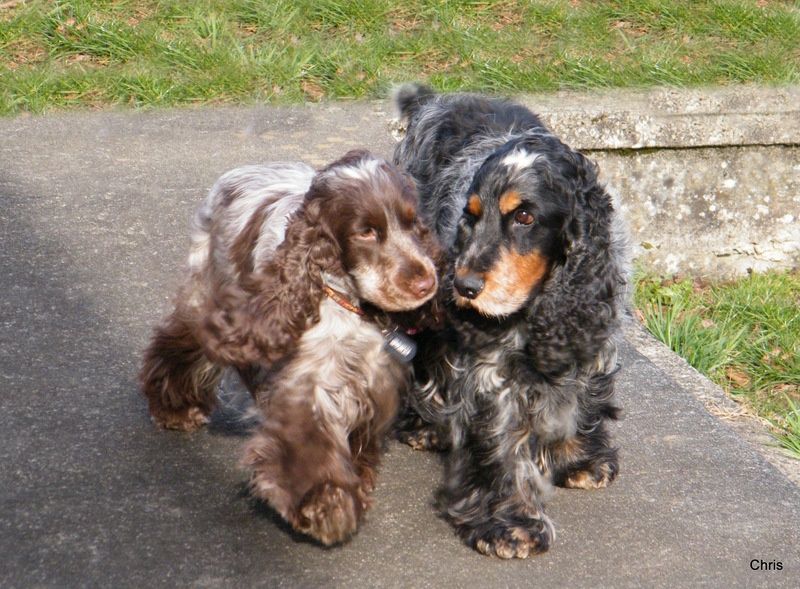 Givemehope - Cocker Spaniel Anglais - Portée née le 07/05/2013