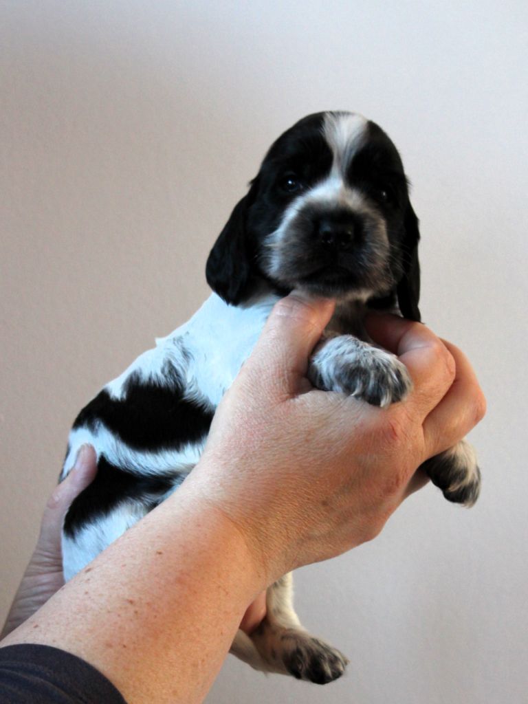 Givemehope - Chiots disponibles - Cocker Spaniel Anglais