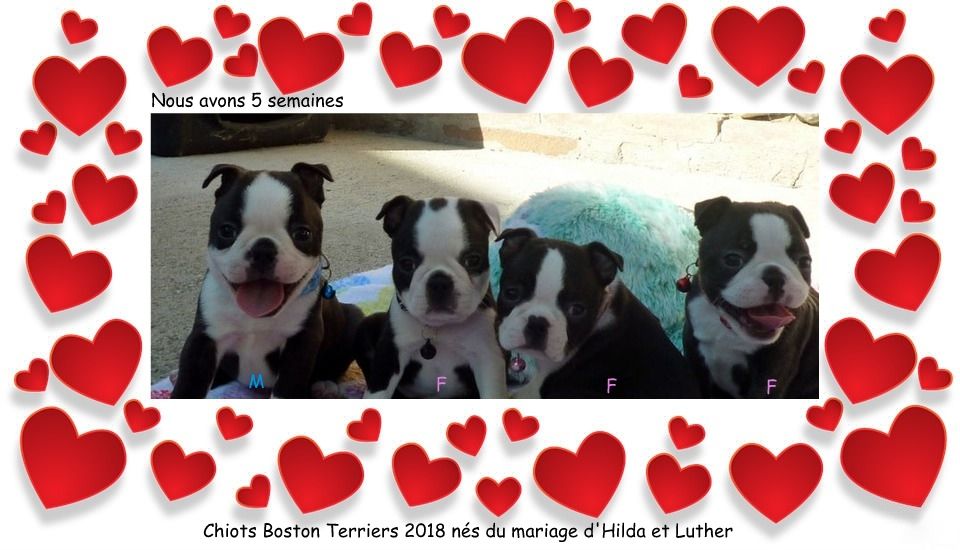 de la Closerie Deval - Chiots Boston Terriers de 5 semaines