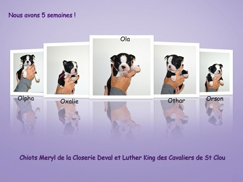 de la Closerie Deval - Chiots Meryl et Luther