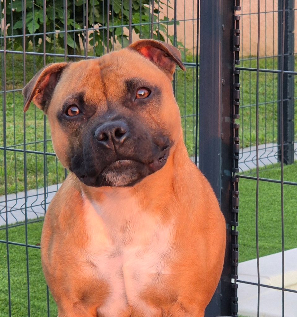 of Kaughan - Chiots disponibles - Staffordshire Bull Terrier