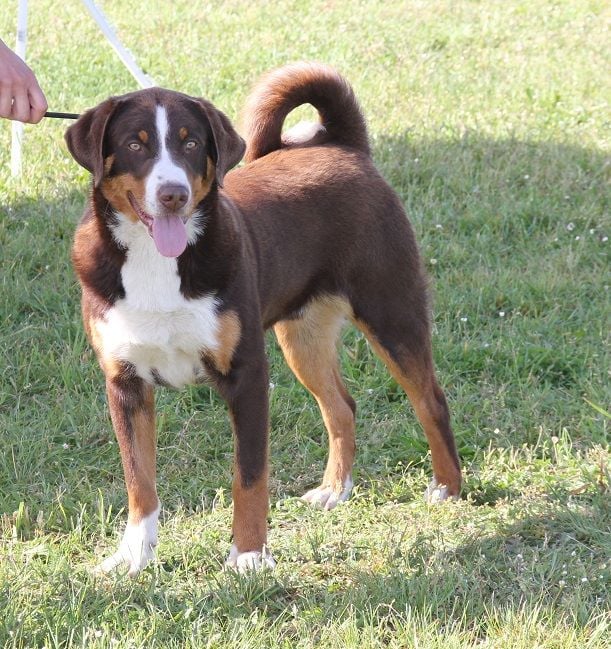 Blue Moon Secrets - Exposition Canine de Nantes (44)