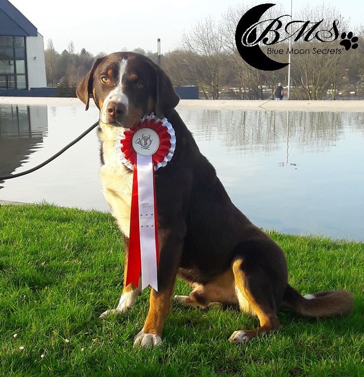 Blue Moon Secrets - Bientôt l'exposition canine d'Angers !