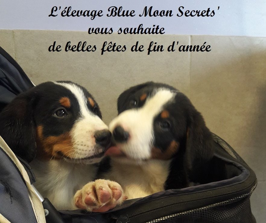 Blue Moon Secrets - Bonnes fêtes