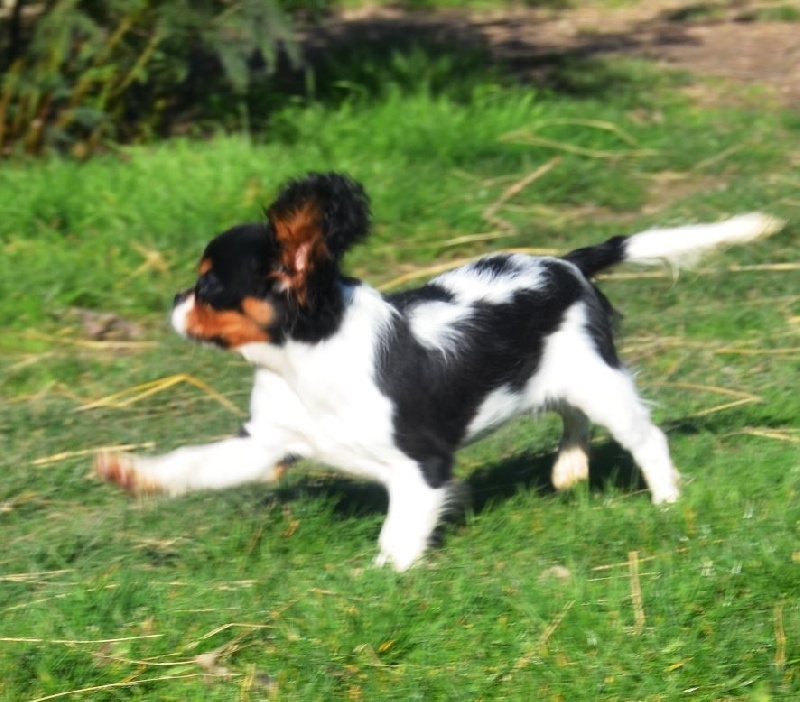 Blue Moon Secrets - Cavalier King Charles Spaniel - Portée née le 10/11/2013