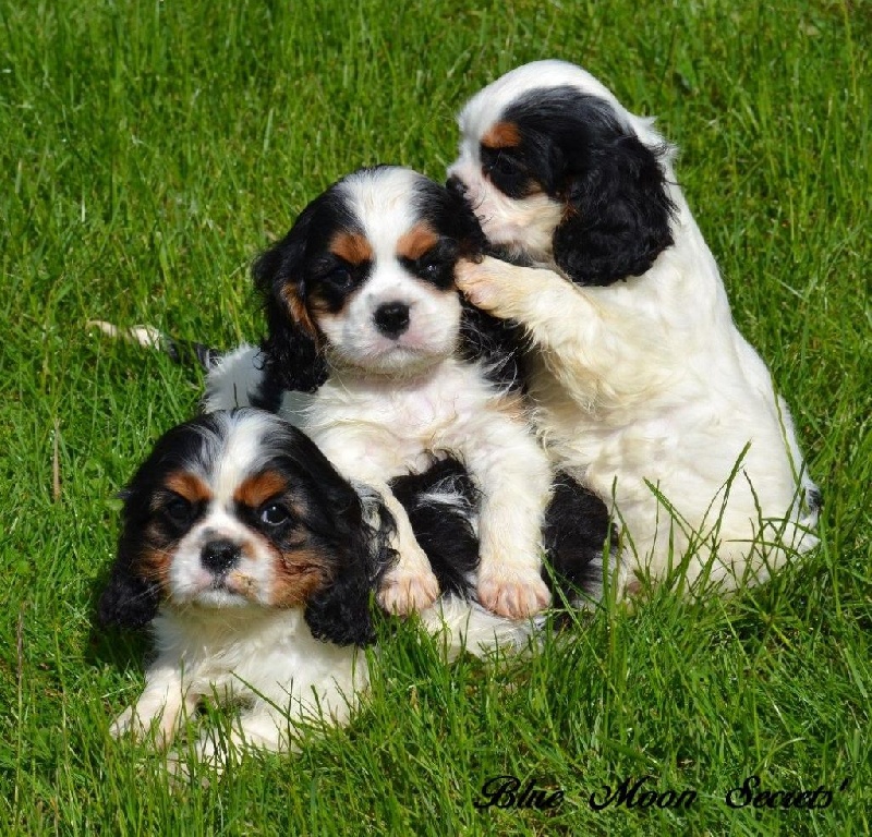 Blue Moon Secrets - Cavalier King Charles Spaniel - Portée née le 15/03/2015