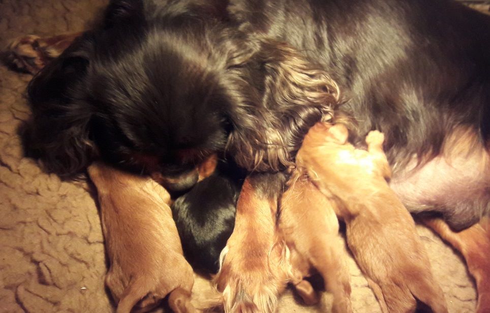 Blue Moon Secrets - Cavalier King Charles Spaniel - Portée née le 16/05/2019