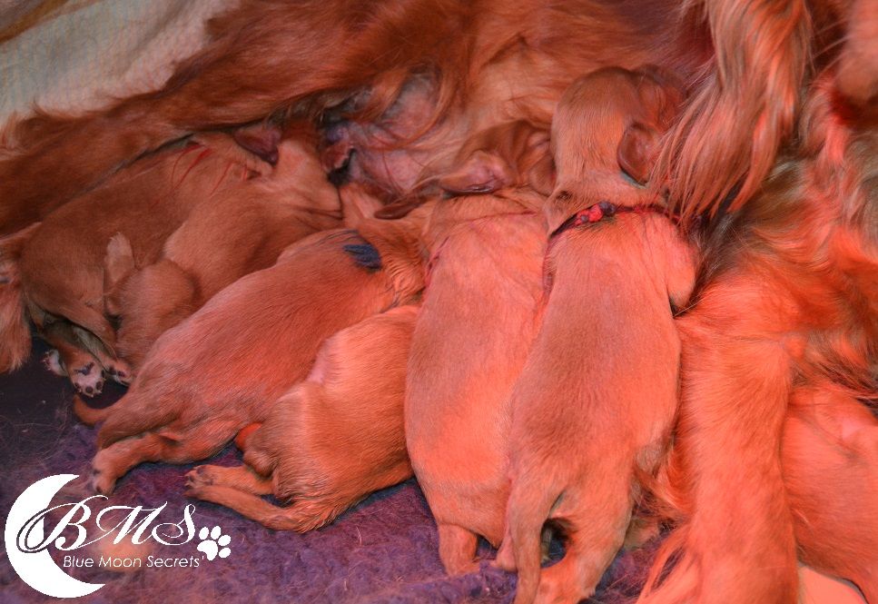 Blue Moon Secrets - Cavalier King Charles Spaniel - Portée née le 23/03/2020