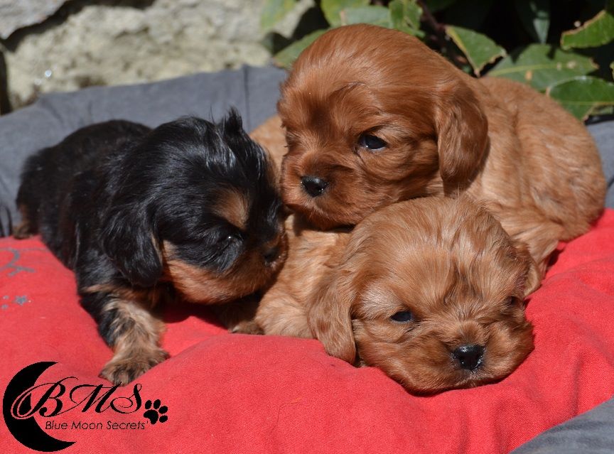 Blue Moon Secrets - Cavalier King Charles Spaniel - Portée née le 13/03/2019