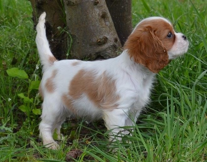 Blue Moon Secrets - Cavalier King Charles Spaniel - Portée née le 05/02/2014