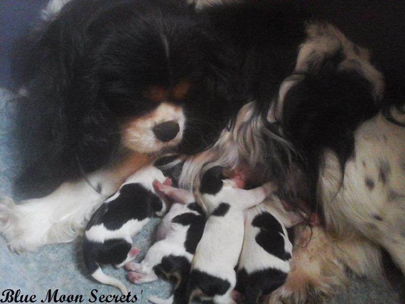 Blue Moon Secrets - Cavalier King Charles Spaniel - Portée née le 23/11/2016