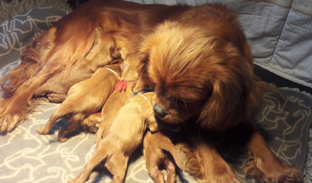 Blue Moon Secrets - Cavalier King Charles Spaniel - Portée née le 23/01/2020