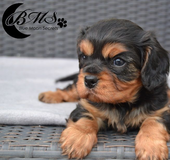 Blue Moon Secrets - Cavalier King Charles Spaniel - Portée née le 10/04/2017