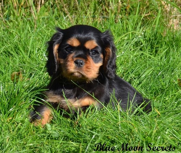 Blue Moon Secrets - Cavalier King Charles Spaniel - Portée née le 22/08/2016