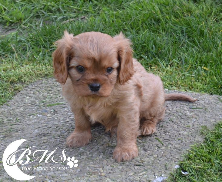 Blue Moon Secrets - Cavalier King Charles Spaniel - Portée née le 20/03/2019