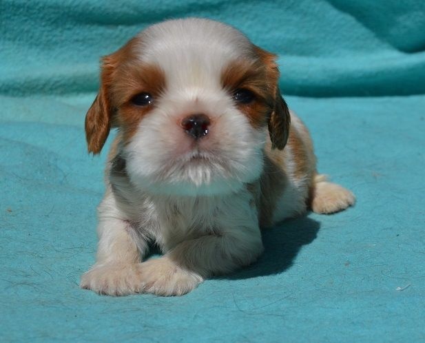 Blue Moon Secrets - Cavalier King Charles Spaniel - Portée née le 10/08/2016