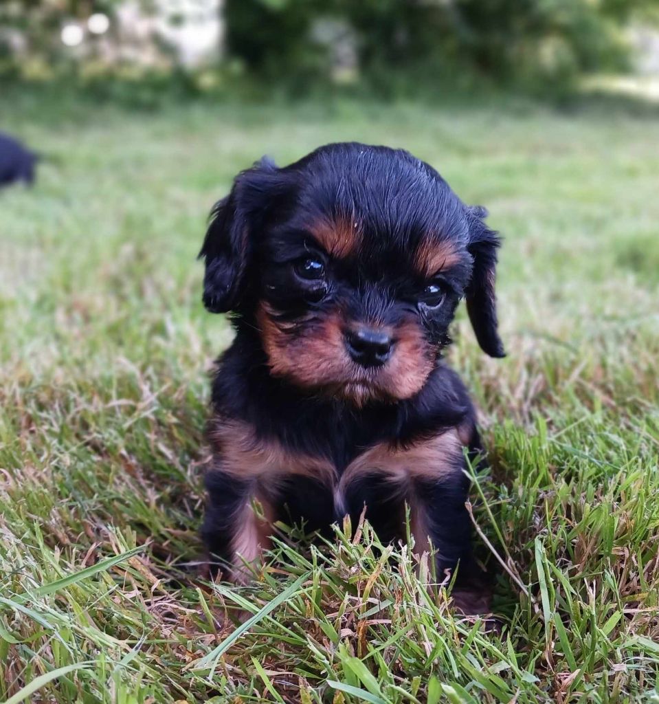 Blue Moon Secrets - Cavalier King Charles Spaniel - Portée née le 15/05/2024