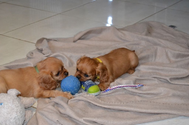 Blue Moon Secrets - Cavalier King Charles Spaniel - Portée née le 08/11/2015