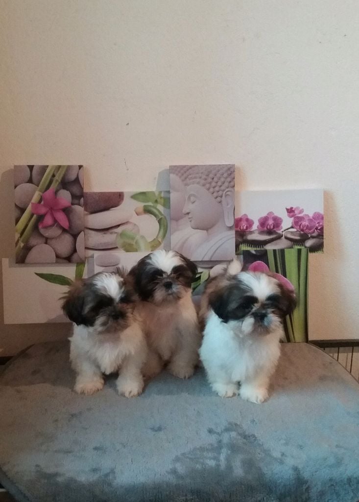 Chiot Shih Tzu du royaume des  anges dorés