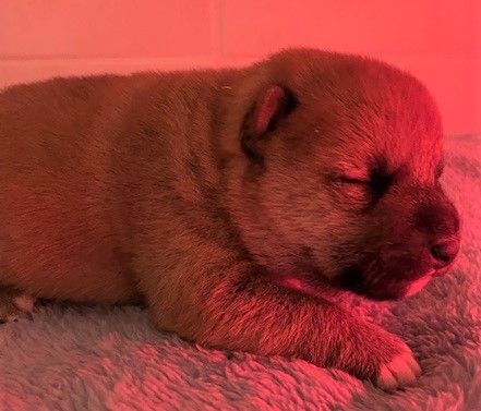 Patrice Dousset - Chiots disponibles - Shiba