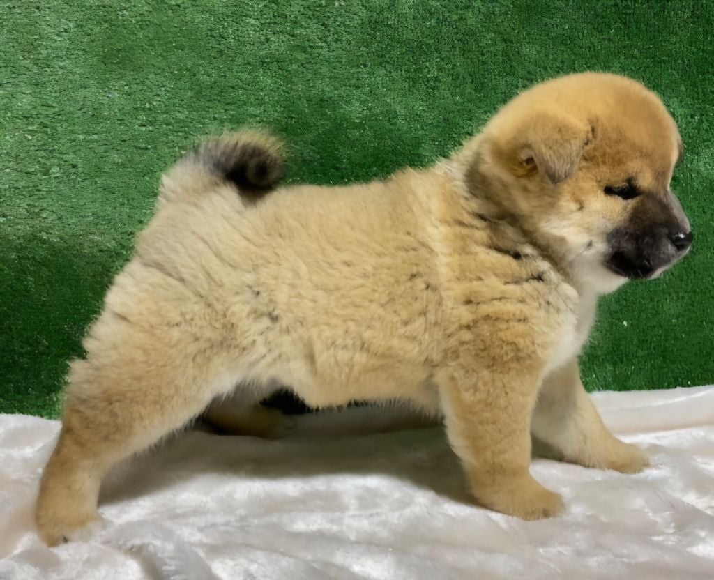 Patrice Dousset - Chiots disponibles - Shiba